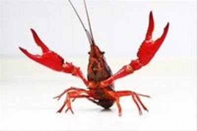 免费撸！！！农场世界，连续十天送小龙虾，价值46左右！持虾可分红！